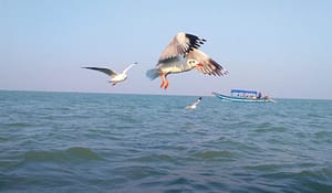 Migratory Birds at Chilika Lake