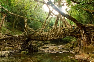 Living-Root-Bridge-Meghalaya