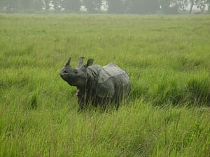 Single-Horned-Rhino-Kaziranga-National-Park