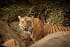 Golden- Triangle- tour -Tiger- Safari- Delhi