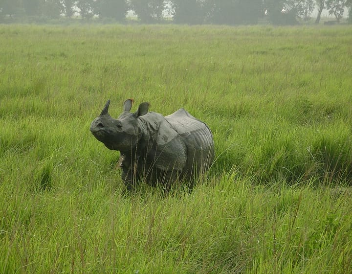 Single-Horned-Rhino-Kaziranga-National-Park