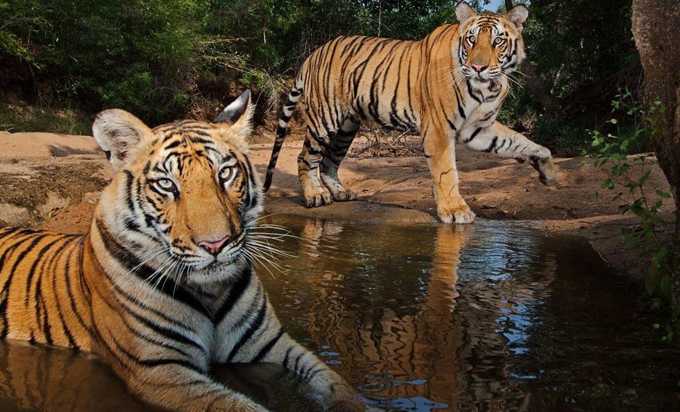 Tigers-Simlipal-National-Park