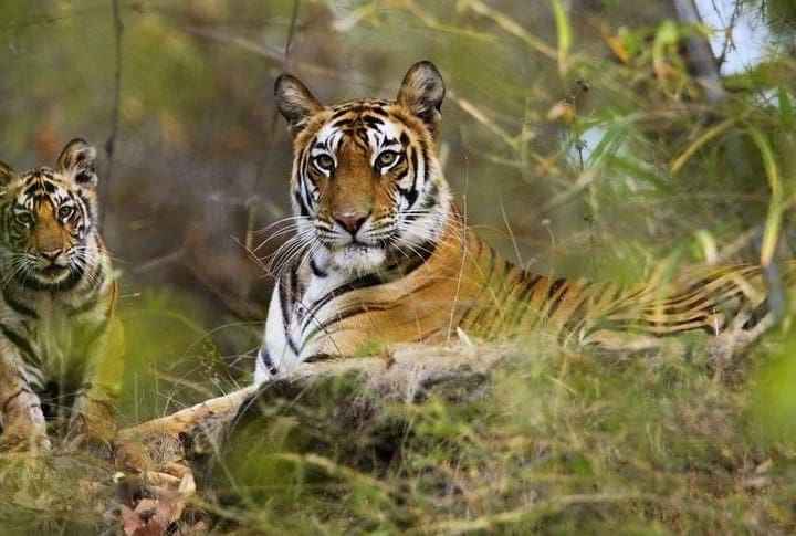 Where-TIgers-Roam