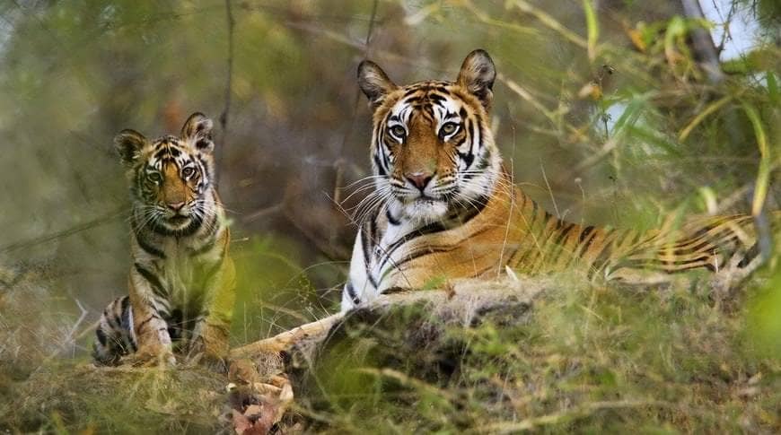 Where-TIgers-Roam